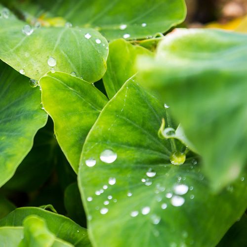 wet kalo leaves