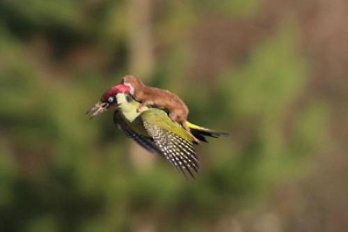 Weasel Riding A Bird